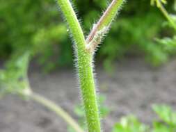 Image of hairy buttercup