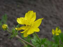 Image of hairy buttercup