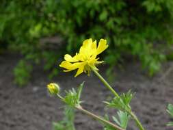 Image of hairy buttercup