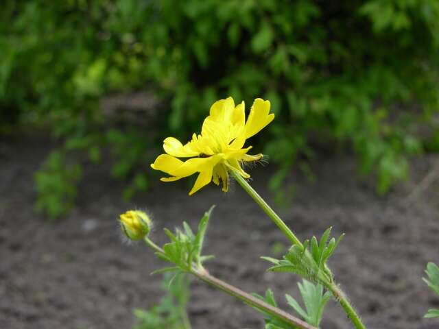 Image of hairy buttercup