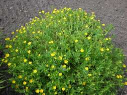 Image of Potentilla heptaphylla L.