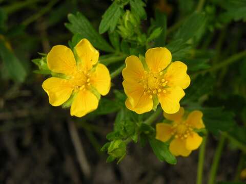 Image of Potentilla heptaphylla L.