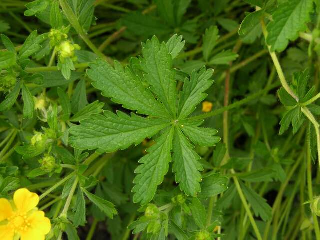 Image of Potentilla heptaphylla L.