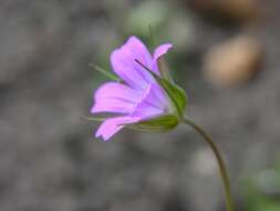 Plancia ëd Geranium columbinum L.