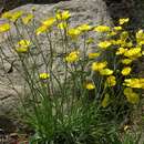 Imagem de Ranunculus gramineus L.