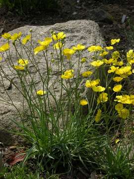 Image of Ranunculus gramineus L.