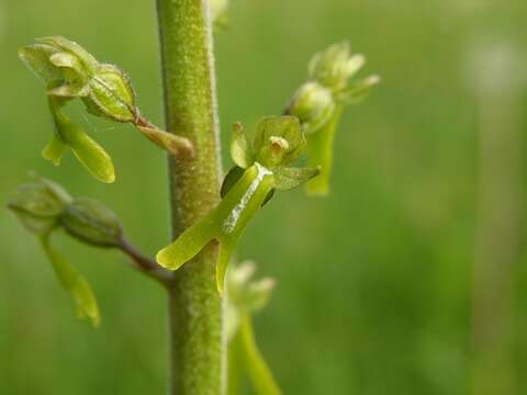 Image of Twayblade