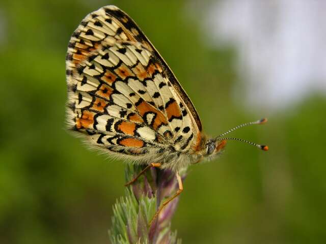 Image de Panarthropoda