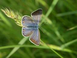 Image of Polyommatus