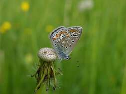 Image of Polyommatus