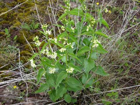 Image of swallow-wort