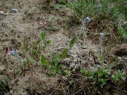 Image of forget-me-not