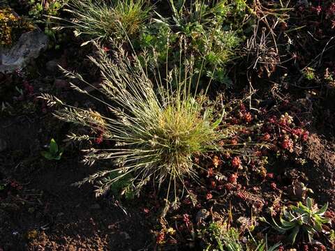 Image of fescue