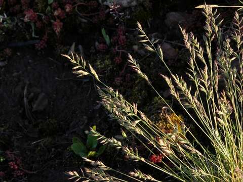 Image of fescue