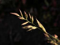 Image of fescue