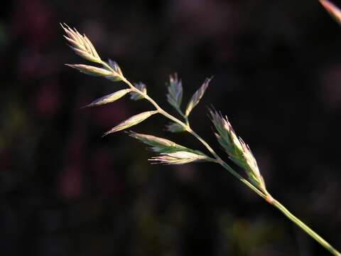 Image of fescue