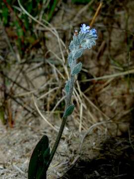 Image of forget-me-not