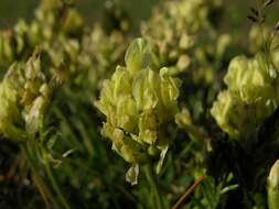 Слика од Oxytropis campestris subsp. campestris