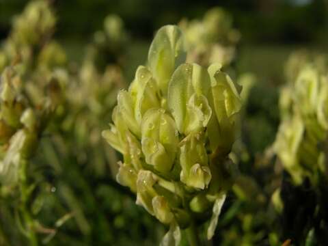 Image of Oxytropis campestris subsp. campestris