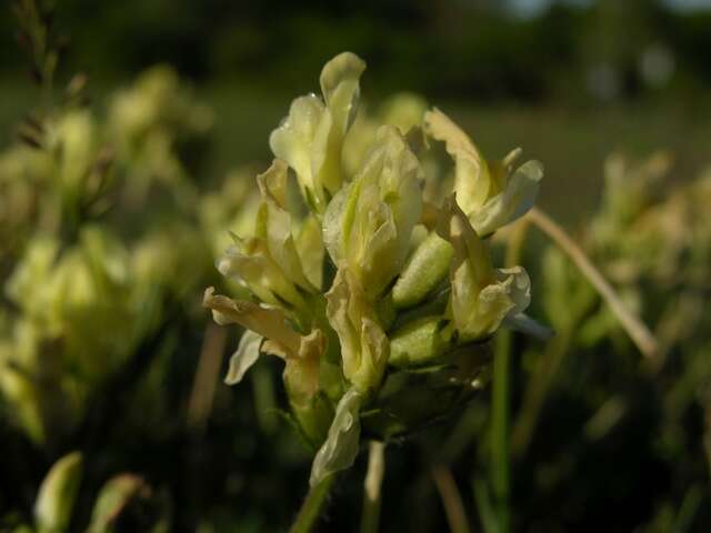 Слика од Oxytropis campestris subsp. campestris