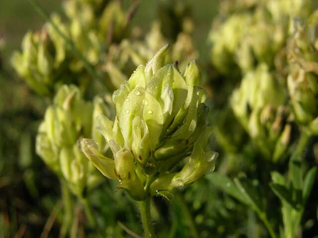 Слика од Oxytropis campestris subsp. campestris