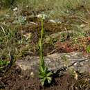 Sivun Arabis hirsuta var. glaberrima Wahlenb. kuva