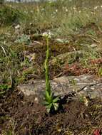 Image of Arabis hirsuta var. glaberrima Wahlenb.