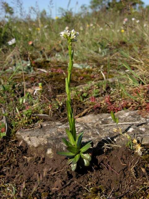 Image of Arabis hirsuta var. glaberrima Wahlenb.