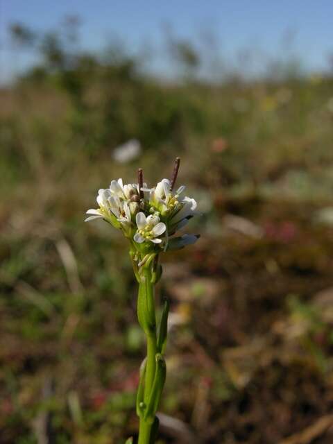 Image of Arabis hirsuta var. glaberrima Wahlenb.