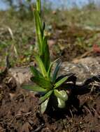 Image of Arabis hirsuta var. glaberrima Wahlenb.