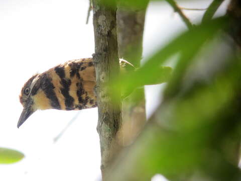 Image of Two-banded Puffbird