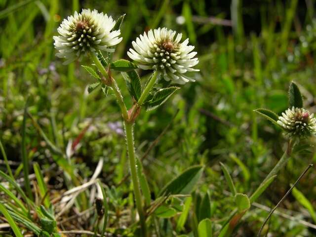 صورة Trifolium montanum L.