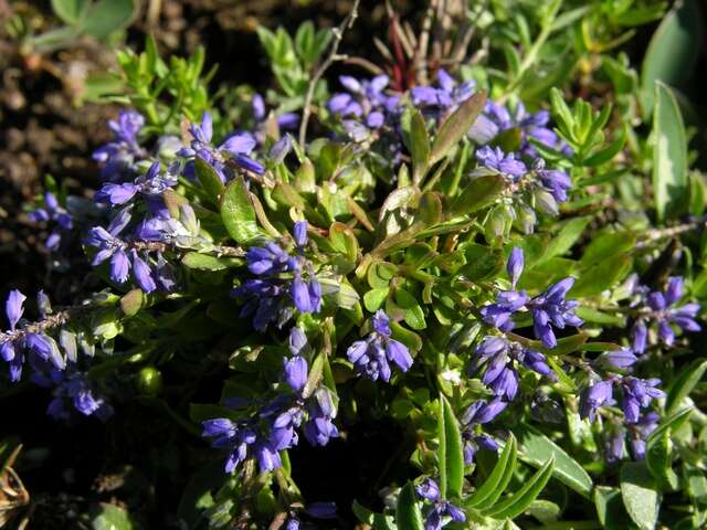 Image of Milkwort