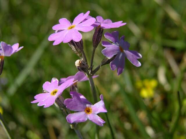 Image of cowslip