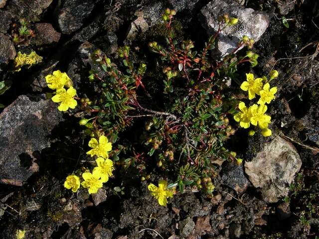 Image of frostweed