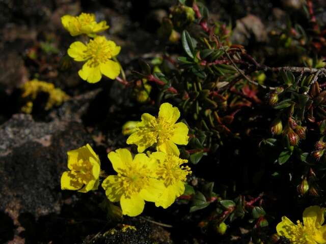 Image of frostweed