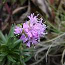 Plancia ëd Silene suecica (Loddiges) Greuter & Burdet