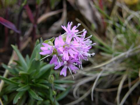 Слика од Silene suecica (Loddiges) Greuter & Burdet