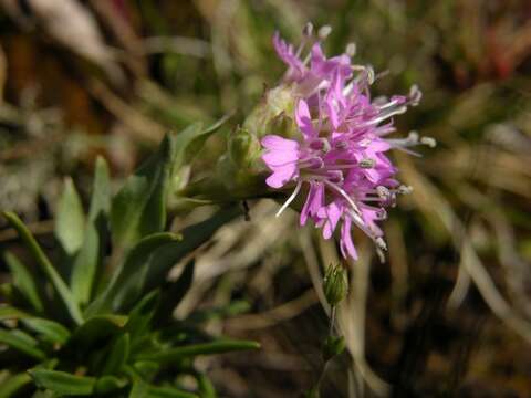 صورة Silene suecica (Loddiges) Greuter & Burdet