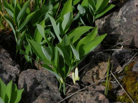 Слика од Polygonatum