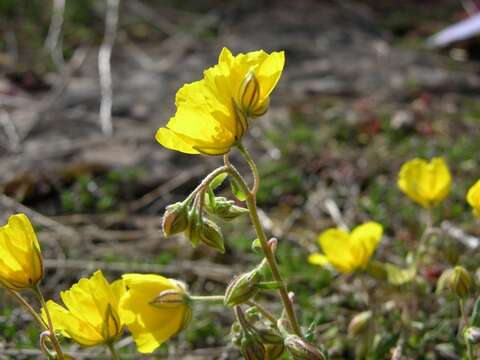 Image of Helianthemum nummularium subsp. nummularium