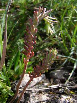 Image of <i>Sedum rupestre</i>