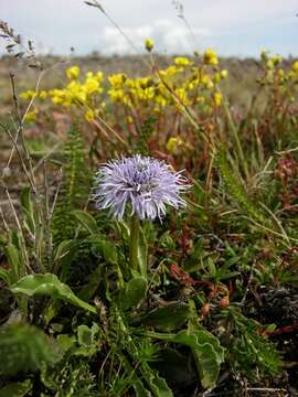 Image of Globe Daisies