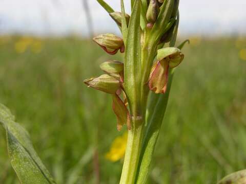 Plancia ëd Dactylorhiza