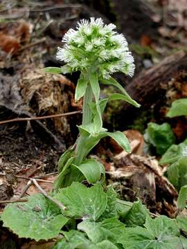 Image of butterbur