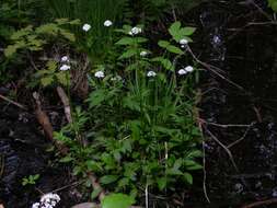 Image of valerian