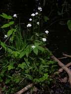 Image of valerian