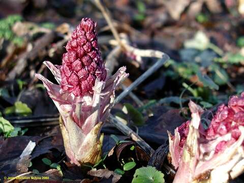 Image of butterbur