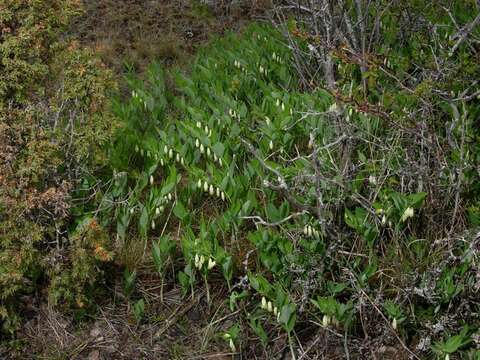 Image of Solomon's Seal