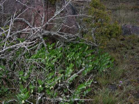 Image of Solomon's Seal